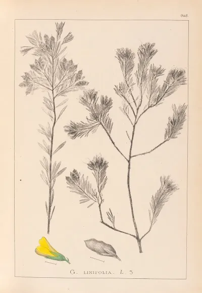 Herbier De La Flore Francaise Pl 0188