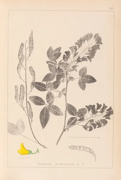 Herbier De La Flore Francaise Pl 0191