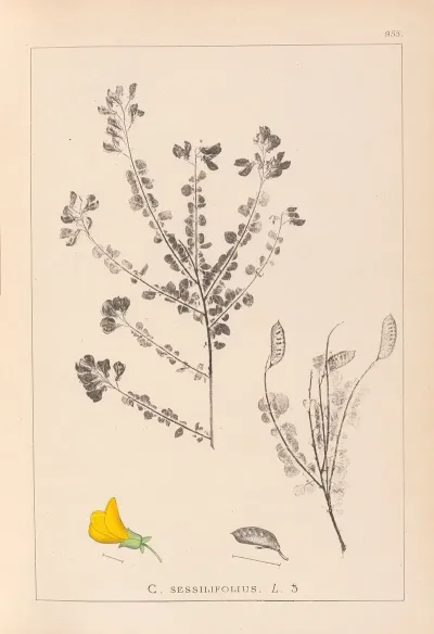 Herbier De La Flore Francaise Pl 0193