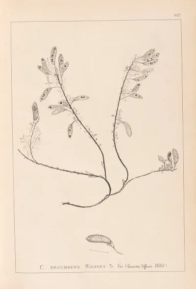 Herbier De La Flore Francaise Pl 0195