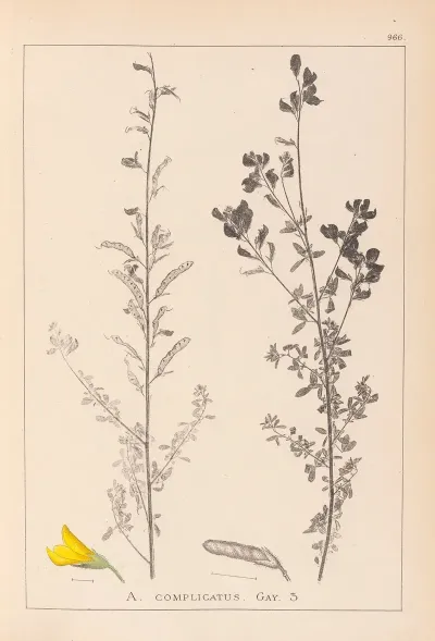 Herbier De La Flore Francaise Pl 0205