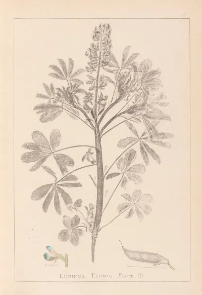Herbier De La Flore Francaise Pl 0206