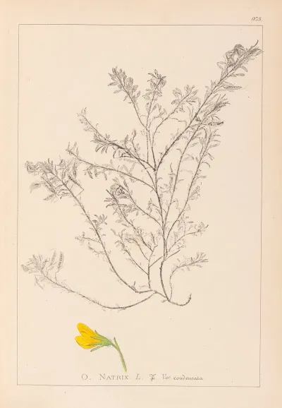 Herbier De La Flore Francaise Pl 0214