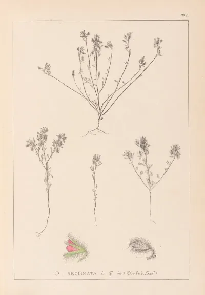 Herbier De La Flore Francaise Pl 0221