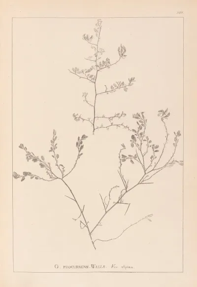 Herbier De La Flore Francaise Pl 0227