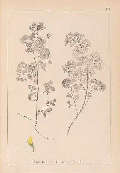 Herbier De La Flore Francaise Pl 0245