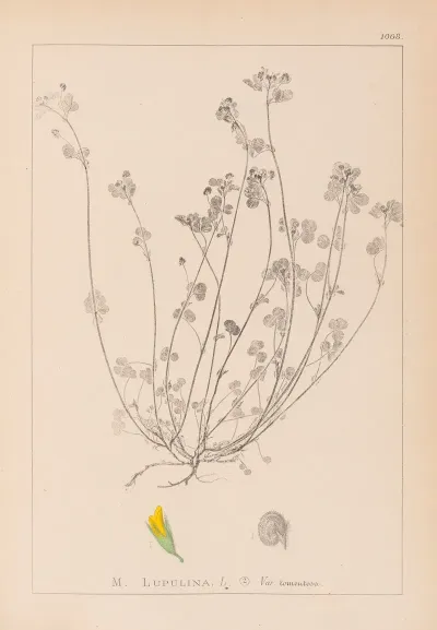 Herbier De La Flore Francaise Pl 0247