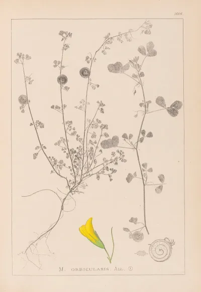 Herbier De La Flore Francaise Pl 0255