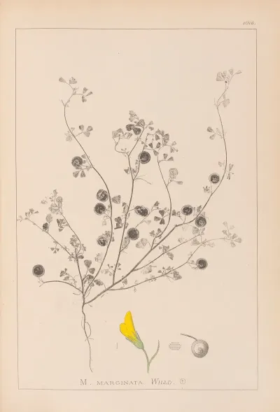 Herbier De La Flore Francaise Pl 0257