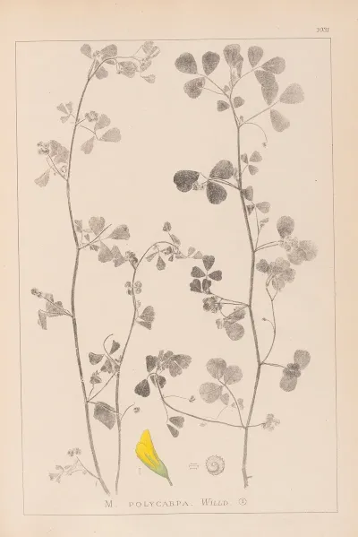 Herbier De La Flore Francaise Pl 0269