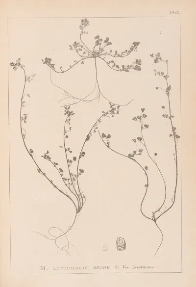 Herbier De La Flore Francaise Pl 0285