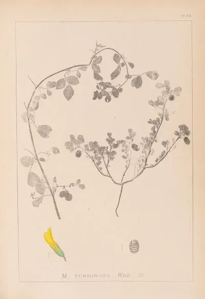 Herbier De La Flore Francaise Pl 0292