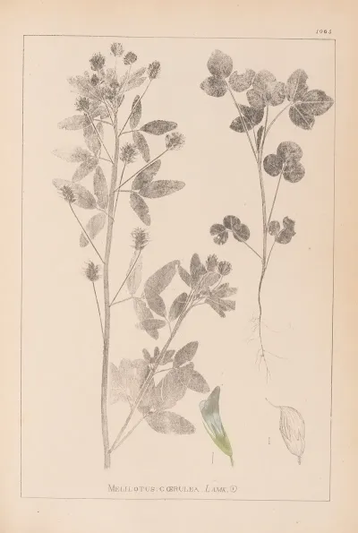 Herbier De La Flore Francaise Pl 0302