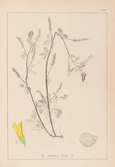 Herbier De La Flore Francaise Pl 0305