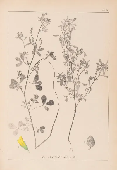 Herbier De La Flore Francaise Pl 0308