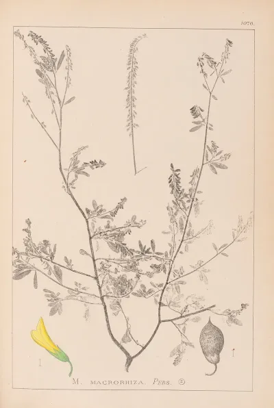 Herbier De La Flore Francaise Pl 0313