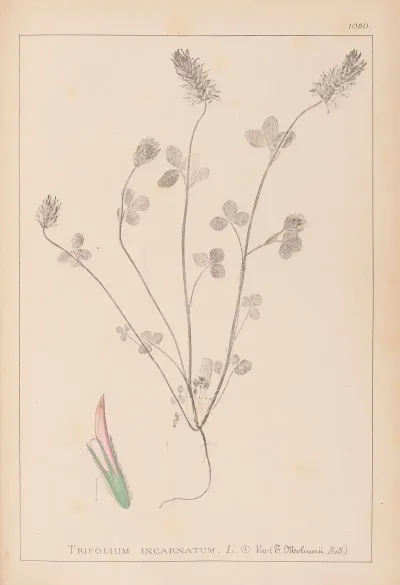 Herbier De La Flore Francaise Pl 0317