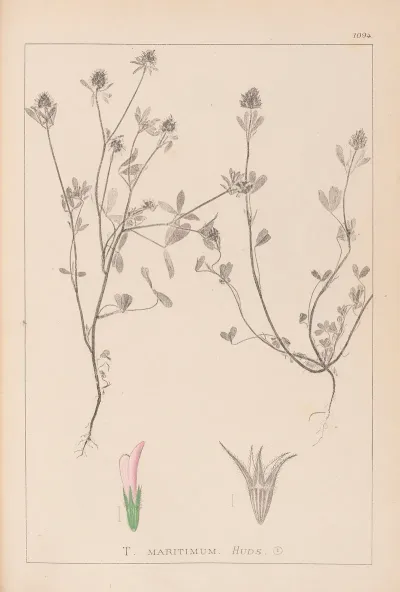Herbier De La Flore Francaise Pl 0330