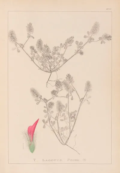 Herbier De La Flore Francaise Pl 0336