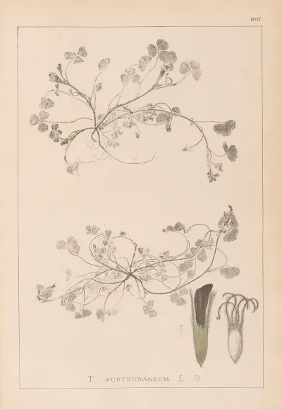 Herbier De La Flore Francaise Pl 0343