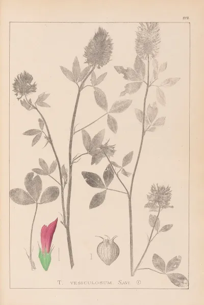 Herbier De La Flore Francaise Pl 0347