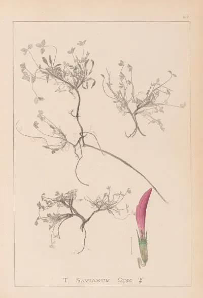 Herbier De La Flore Francaise Pl 0354