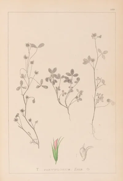Herbier De La Flore Francaise Pl 0363