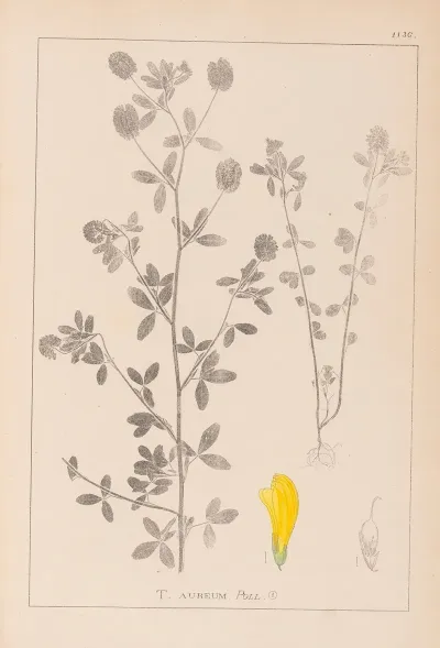 Herbier De La Flore Francaise Pl 0370