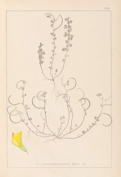 Herbier De La Flore Francaise Pl 0388
