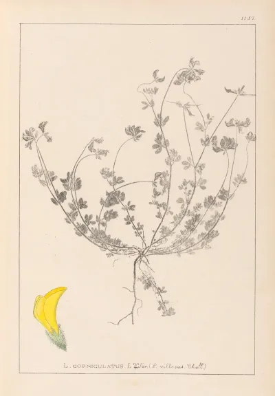 Herbier De La Flore Francaise Pl 0391