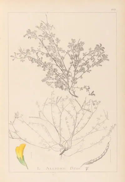 Herbier De La Flore Francaise Pl 0395