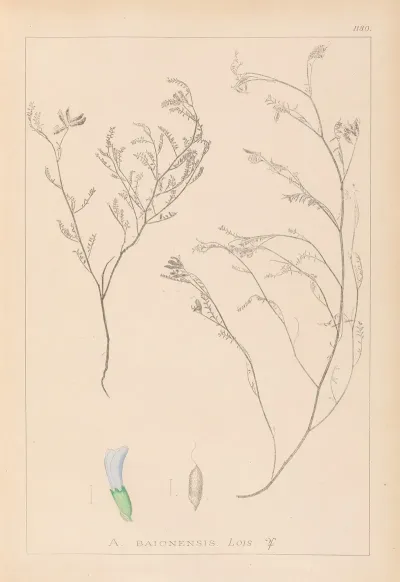 Herbier De La Flore Francaise Pl 0414
