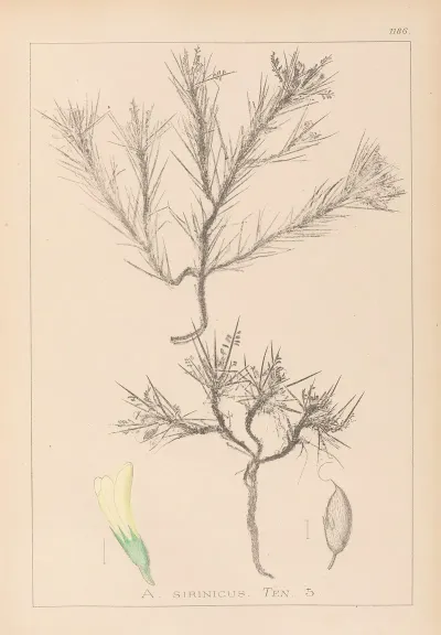 Herbier De La Flore Francaise Pl 0420