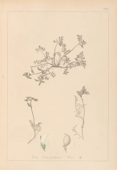 Herbier De La Flore Francaise Pl 0433