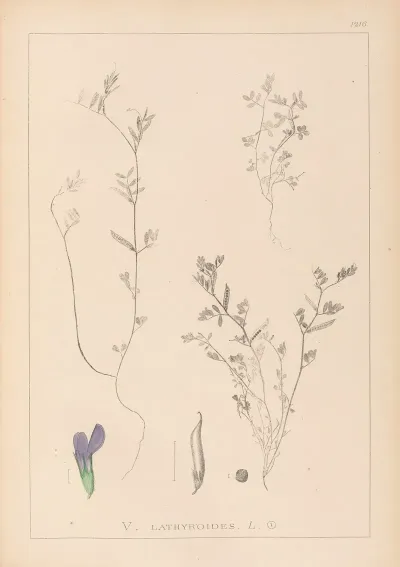Herbier De La Flore Francaise Pl 0450