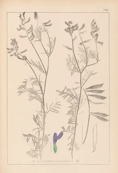 Herbier De La Flore Francaise Pl 0464