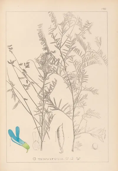 Herbier De La Flore Francaise Pl 0474