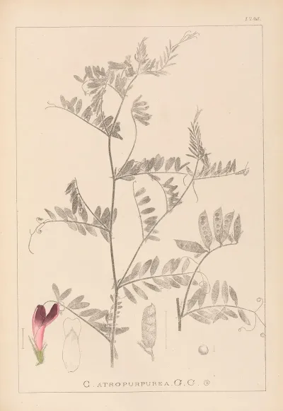 Herbier De La Flore Francaise Pl 0478
