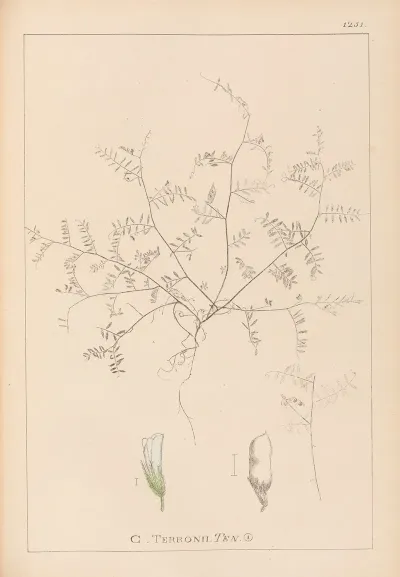 Herbier De La Flore Francaise Pl 0483