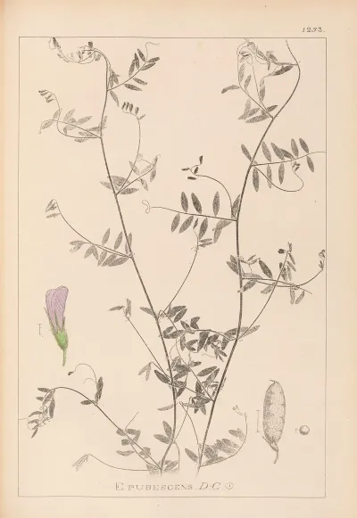 Herbier De La Flore Francaise Pl 0485