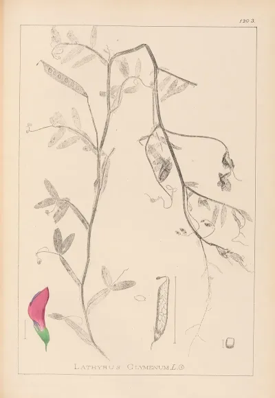 Herbier De La Flore Francaise Pl 0495