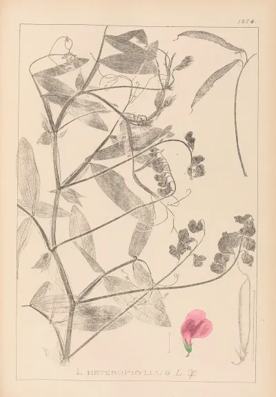 Herbier De La Flore Francaise Pl 0506