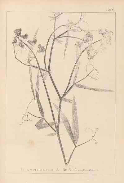 Herbier De La Flore Francaise Pl 0508