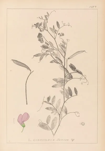 Herbier De La Flore Francaise Pl 0509