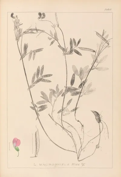 Herbier De La Flore Francaise Pl 0517