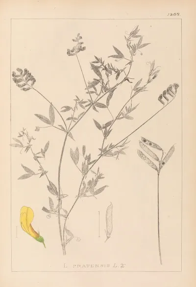 Herbier De La Flore Francaise Pl 0520