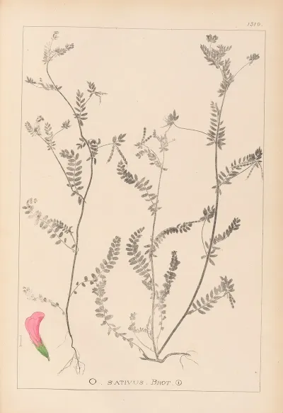 Herbier De La Flore Francaise Pl 0542