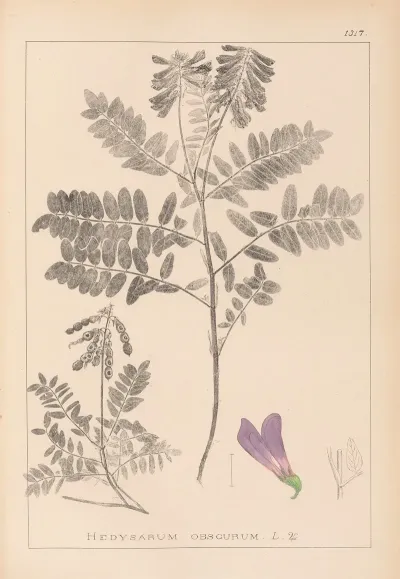 Herbier De La Flore Francaise Pl 0549