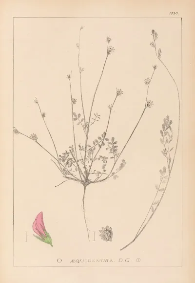 Herbier De La Flore Francaise Pl 0558