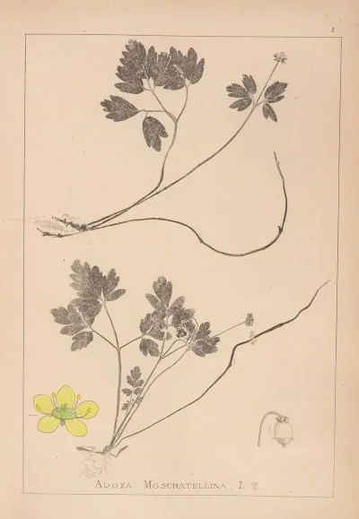 Herbier De La Flore Francaise Pl 0567